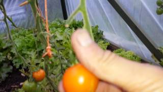 Tomato Sungold F1 the most tasty in the world [upl. by Lusty423]