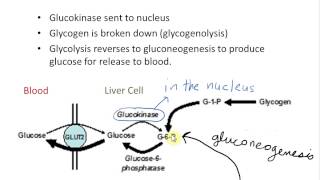 Role of Aldolase B [upl. by Ebarta]