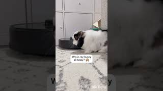 Bossy bunny following robot vacuum 🐰🤓 [upl. by Beattie]