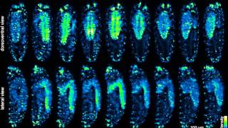 IsoView Longterm Time Lapse Recording of Drosophila Embryo Development [upl. by Rhynd548]