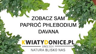 Paproć flebodium Phlebodium Davana [upl. by Yebot668]