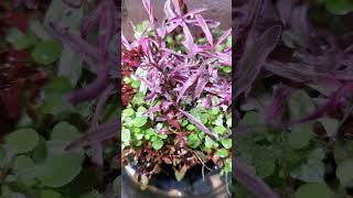 Hygrophila Lancea Chai WabiKusa Update [upl. by Coray571]