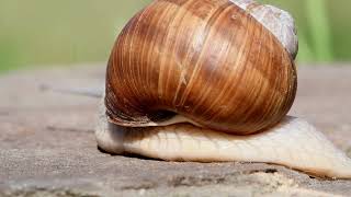 Helix pomatia aka Roman snail is crawling on the stone [upl. by Brookes934]