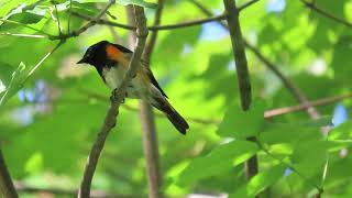 American Redstart call [upl. by Nelly]