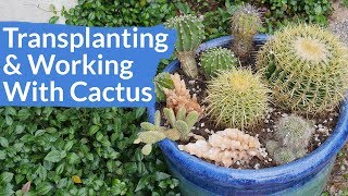 Planting amp Working With Cacti A Mixed Planting Starring Golden Barrel Cactus  Joy Us Garden [upl. by Sarine781]