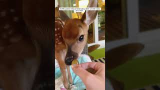 Traffic police rescue lost baby deer on the road and then  deer babydeer short [upl. by Nelloc]