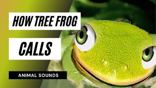 how tree frog calls  frogs mating and callinggreen tree frogsfrog video [upl. by Reede]