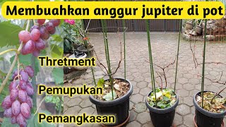 Pangkas pembuahan tabulampot anggur Jupiter [upl. by Lothario]