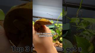 Top 3 reasons to get a crested gecko crestedgecko lizard reptiles trending youtubeshorts fyp [upl. by Nyre]