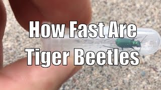 What do Tiger Beetles look like [upl. by Ynnaj529]