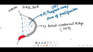 Limb Formation by Snigdha Goswami  Hindi   Developmental Biology [upl. by Stovall634]