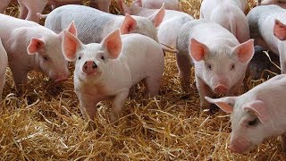 Pig Oinking  Pig Sounds for kids  Piglet Sounds for children  Pigs oinking  Pigs grunting [upl. by Aissilem242]