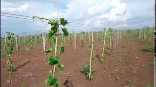 Sacha Inch Plant Farm  Sachi Inchi Cambodia Plukenetia volubilis1 [upl. by Eimaral860]