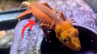 Surviving The Unsurvivable Gecko Update After 8 Months [upl. by Nowell]