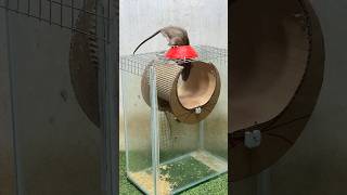 The worlds most amazing and best mouse trapbest spinning mouse trap mousetrap mouse [upl. by Sorips994]