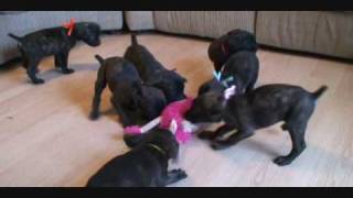 Cane Corso Puppy Tug Wars death of the pink fuzzy chicken [upl. by Ellehcin]