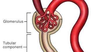 Pharmacology Excretion [upl. by Niai]