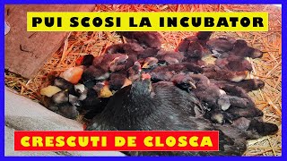 Closca accepta puii de gaina scosi la incubator  Pui scosi la incubator crescuti de closca [upl. by Ainezey]