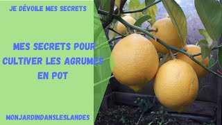 Mes secrets pour cultiver les agrumes en pot  Monjardindansleslandes [upl. by Terb]