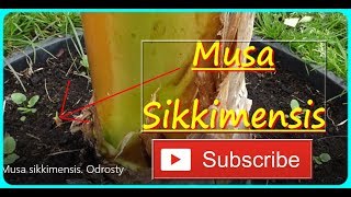 🌴🌴👍 257 Banan Musa sikkimensis  Odrosty [upl. by Selway]