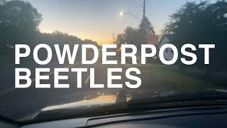 DeBoer Pest Control  Powderpost Beetles  VLOG 09 [upl. by Lenox]