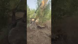 Shifting bamboo tree 😎CHAVAN AND SONS BAMBOO FARMING nature bamboo farming bamboocultivation [upl. by Giltzow]