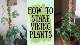 How To Stake A Vining Plant  Staking my Monstera Adansonii and Rahpidophoa Tetrasperma [upl. by Kcirddes]