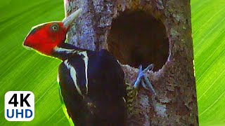 Regardez Comment le Pic à Bec Clair Construit son Nid Au Costa Rica  Aventure Oiseaux Nature 4K UHD [upl. by Mcgurn922]