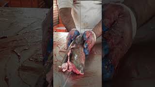 Giant Pangas Fish Cutting By Machine In Fish Market l Amazing Cutting Skillsshorts [upl. by Flemings80]