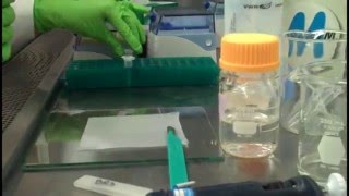 In Gel Digestion Video Part 1 [upl. by Tekcirk]