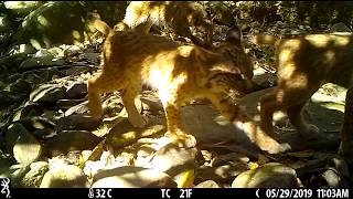 Novos linces ibéricos no Vale do Guadiana [upl. by Clance]