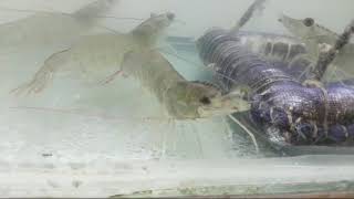 How do Vannamei Shrimps are eating Feed in the Aqua Pond [upl. by Morry]