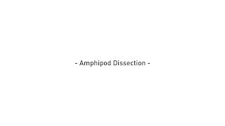 Amphipod Dissection [upl. by Earesed]