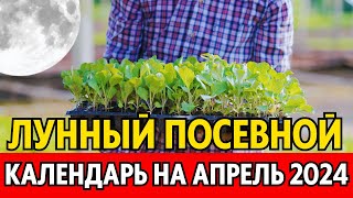 Когда сеять сажать в апреле Лунный посевной календарь на апрель 2024 календарь огородника [upl. by Nanine871]