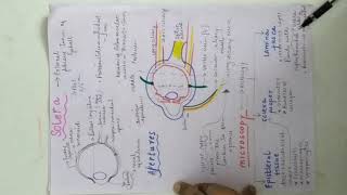 ScleraAnatomy and EPISCLERITIS [upl. by Akkina660]