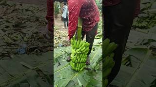 Banana 🍌 Cutting and packing part 164 [upl. by Lubbi]