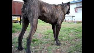 quotMajorquot Cane Corso Italian Mastiff [upl. by Parfitt]