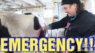 EMERGENCY Cow Needs Surgery for Displaced Abomasum [upl. by Ragucci]