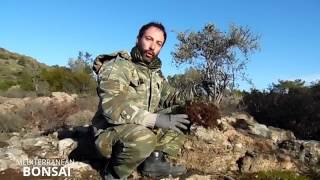 How To Collect Material For Bonsai The Olive Tree Yamadori Olea sylvestris [upl. by Lewan]