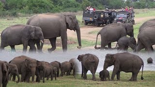 Herd of elephants at the Minneriya national park [upl. by Akinat550]