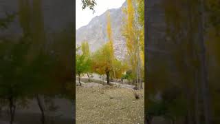 Beautiful autumn in Olding Kharmang 271024 [upl. by Kostman539]