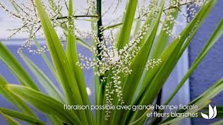 Cordylines  plantes décoratives faciles et rustiques  Truffaut [upl. by Neehs]