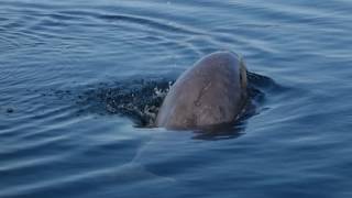 Meeting a Baby Beluga Whale in Newfoundland [upl. by Nonnad600]