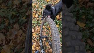 Un Chien attaque mon vtt [upl. by Armbruster]