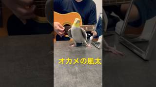 ミッキーマウスマーチを歌いながらドヤ顔をキメるオカメインコの風太くん♪ギターの音ズレご勘弁を🙇‍♂️ [upl. by Eeldivad292]