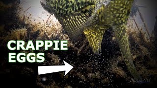 Crappie Spawning – Underwater Footage PERFECT Timing [upl. by Matusow]