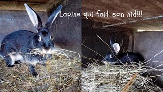 La préparation du nid dune lapine [upl. by Kerianne]