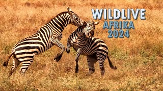 Wildlife Afrika 2024 [upl. by Idham]