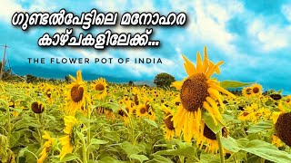 Gundlupet  Sunflowers Gundlupet Karnataka  Flower Farms  Travel Vlog Muthanga  Wayanad  Village [upl. by Stubbs597]