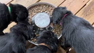 The Puppy Mash  Hovawart puppies eating [upl. by Lisab]